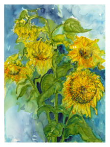 backyard sunflower